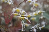 Show product details for Epimedium Mandarin Star